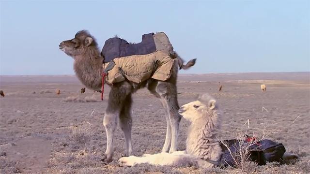 第一章，意外的收获-守株待获成笑谈