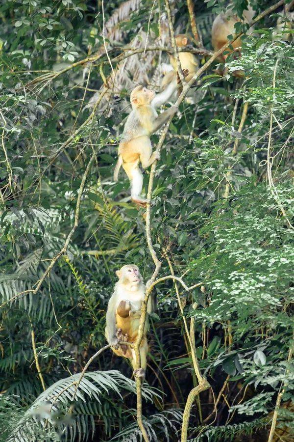 光公乞我百龄藤群猴戏春闹乾坤-光公乞我百龄藤群猴戏春闹乾坤