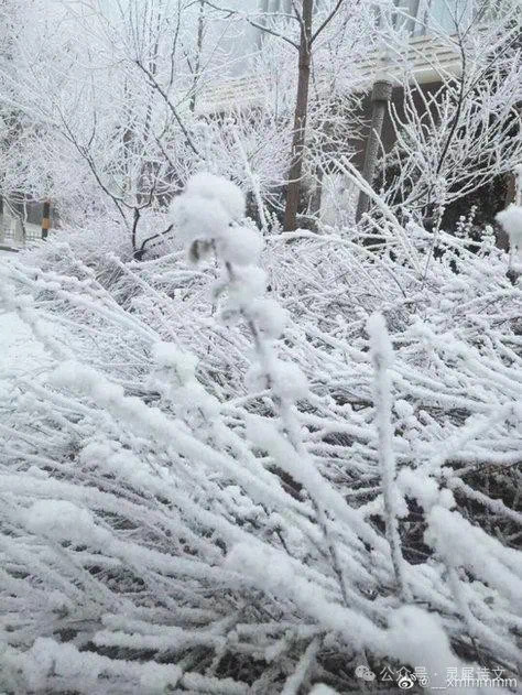 双成倚槛春心醉，纵有雪霜那可侮-双成倚槛春心醉，纵有雪霜那可侮