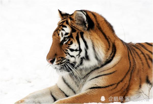 在古老的华夏大地上，流传着无数关于生肖的神秘传说。每一个生肖都承载着一段传奇，而今期生肖头还绿，则是一个关于勇气、智慧与牺牲的故事。今期生肖頭還綠