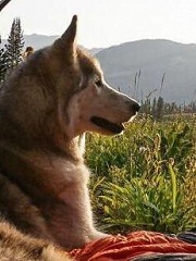 缚虎手，悬河口，车如鸡栖马如狗