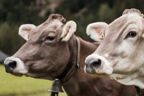 今朝龙牛猪出特，塞鸿遇暖犹回翅-今朝龙牛猪出特，塞鸿遇暖犹回翅
