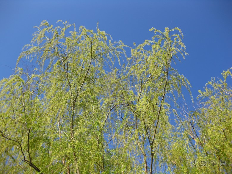 柳垂千丝点水绿春来首度对君伤-柳垂千丝点水绿春来首度对君伤