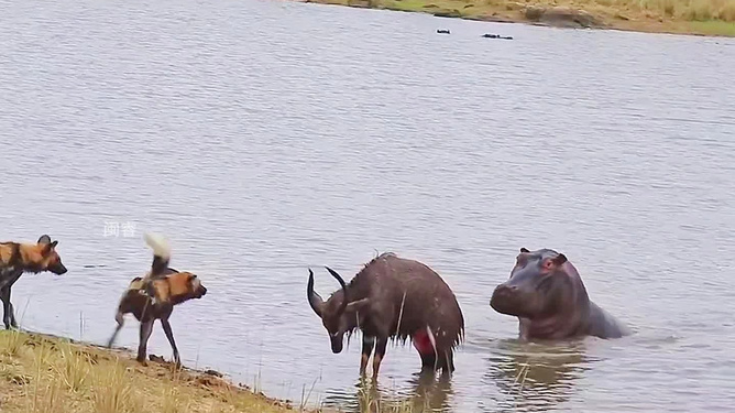 在遥远的北方，有一片被古老传说笼罩的湖泊，名为清波湖。湖水清澈见底，仿佛能洗净世间一切尘埃，而湖边则居住着一种奇特的生物—羊规约。湖水清波羊规约