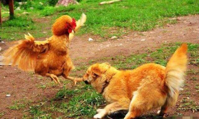 缚虎手，悬河口，车如鸡栖马如狗-缚虎手，悬河口，车如鸡栖马如狗