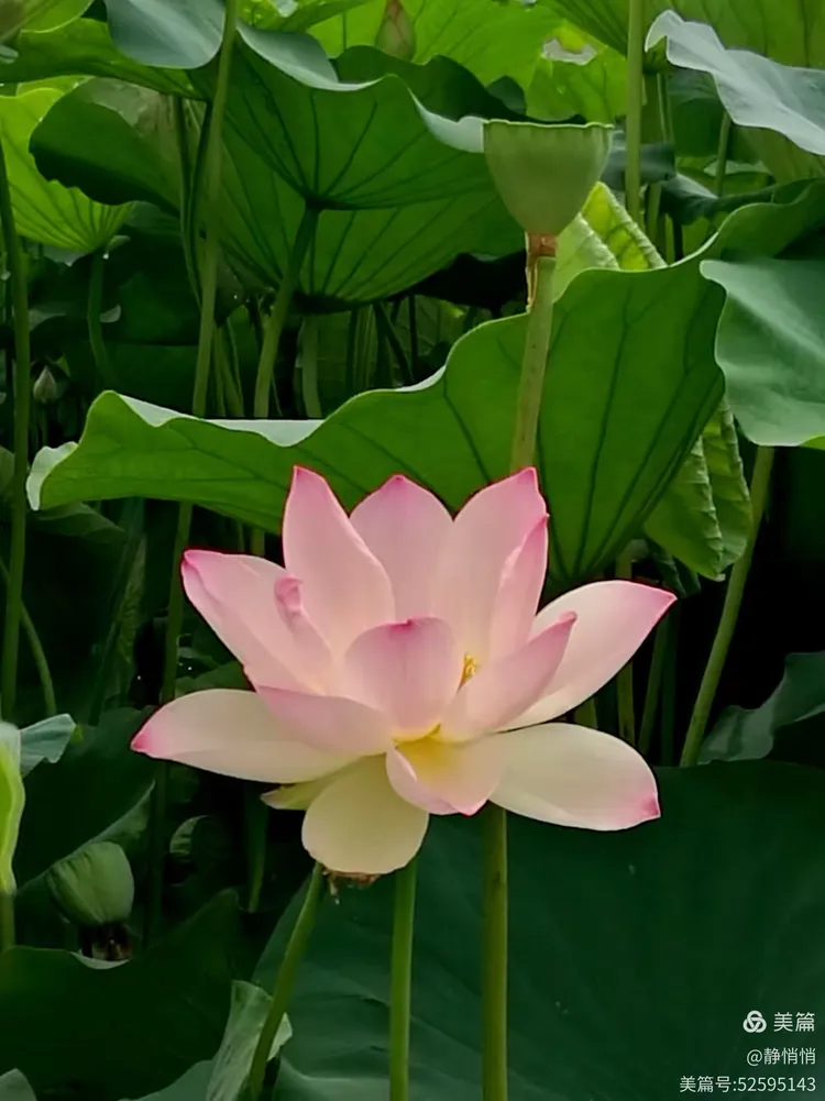 惟有绿荷红菡萏，卷舒开合任天真-惟有绿荷红菡萏，卷舒开合任天真