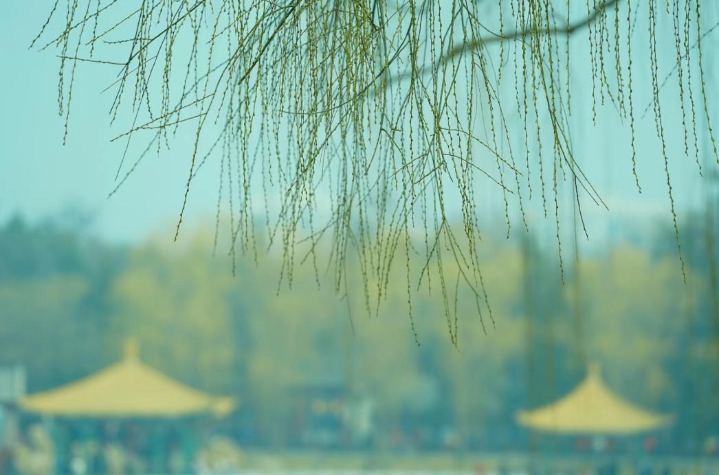 柳垂千丝点水绿春来首度对君伤-柳垂千丝点水绿春来首度对君伤