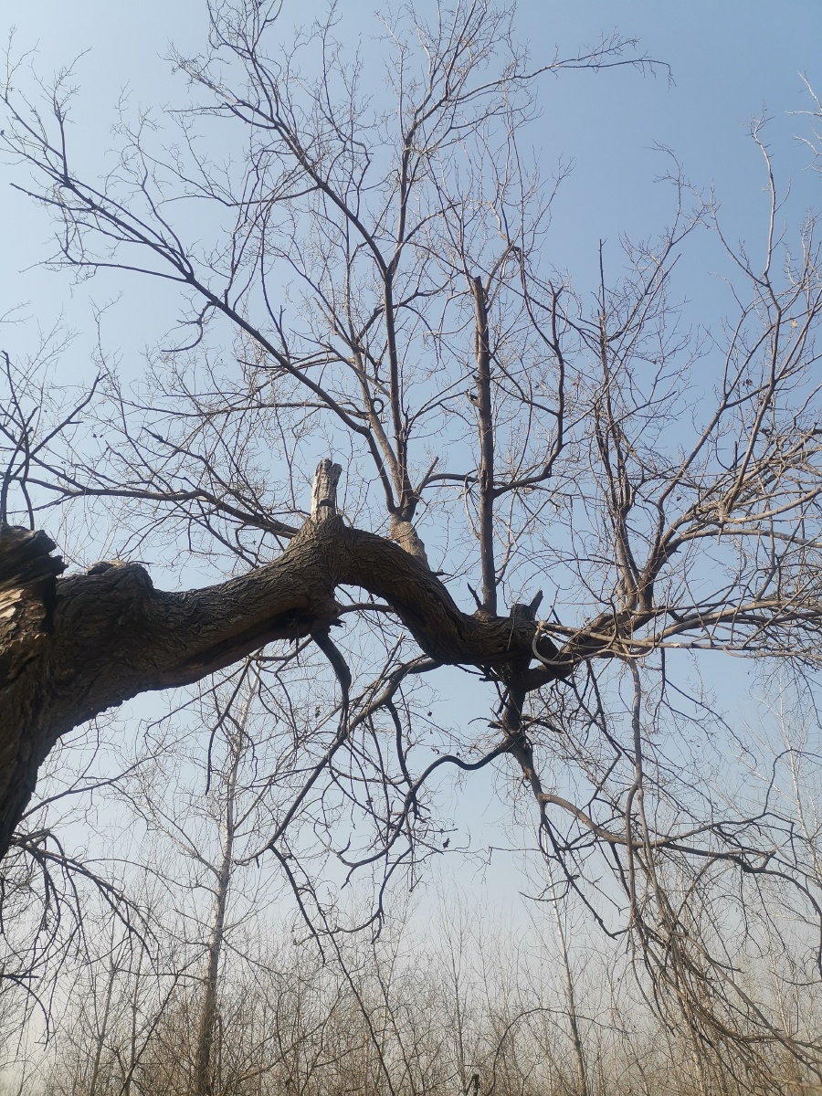 在遥远的山谷中，有一棵古老的老树，它的根深深扎进这片土地，历经风雨，见证了无数世代的变迁。这棵树，人们称之为盤根，它不仅是自然的一部分，更是这片土地上人们心中的圣物。老樹盤根