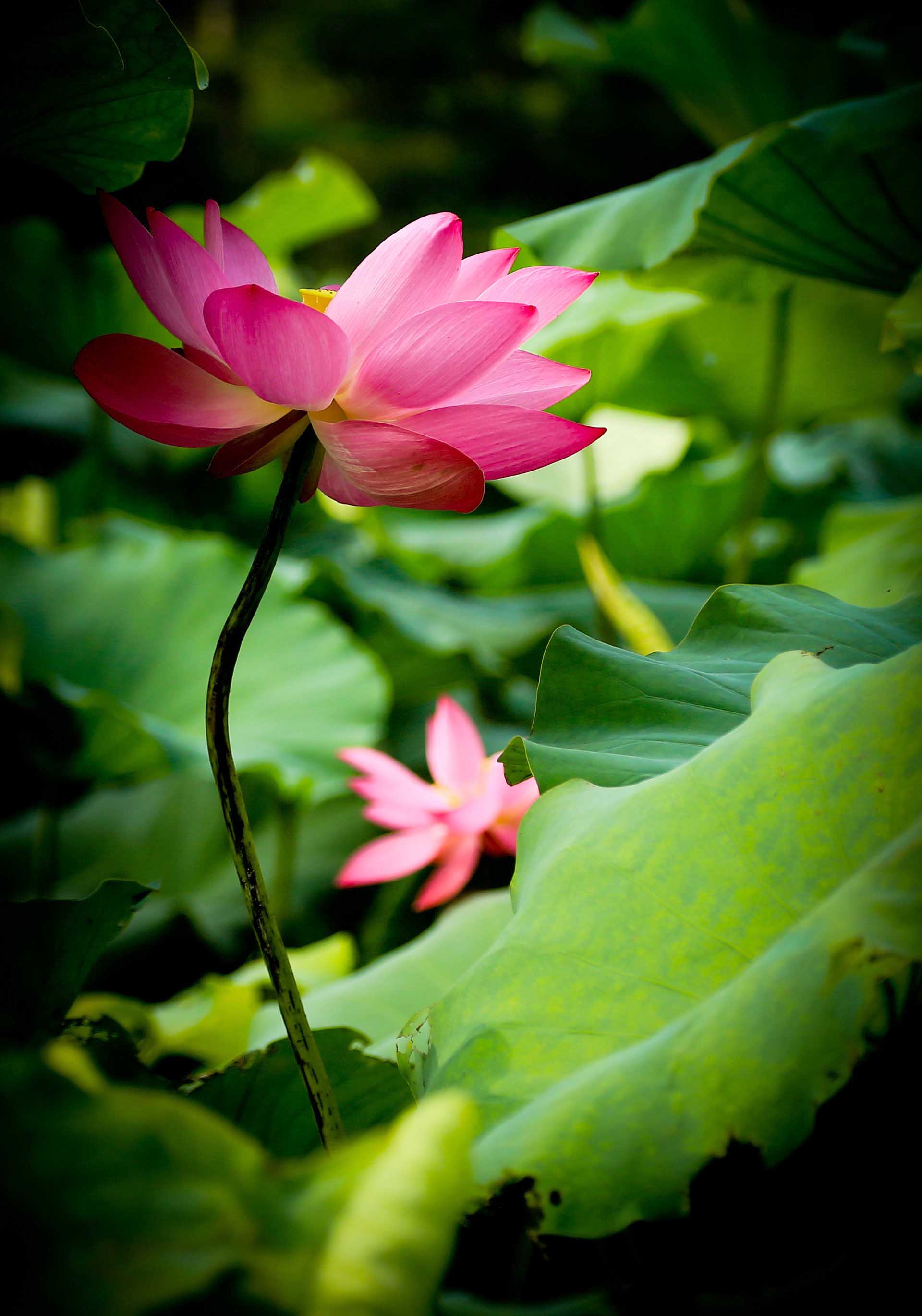 映日荷花别样红,淡妆浓抹总相宜