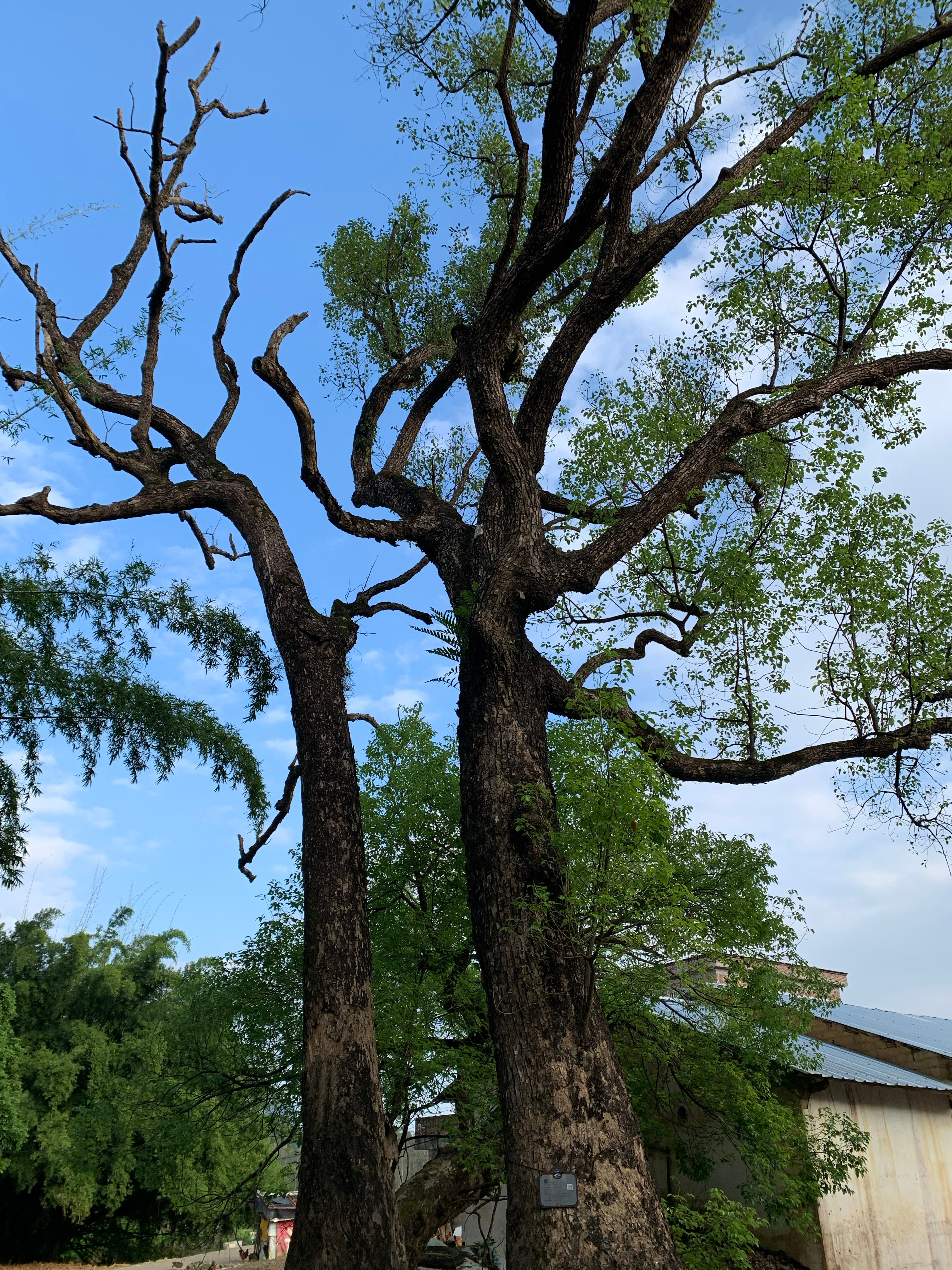 在遥远的山谷中，有一棵古老的老树，它的根深深扎进这片土地，历经风雨，见证了无数世代的变迁。这棵树，人们称之为盤根，它不仅是自然的一部分，更是这片土地上人们心中的圣物。老樹盤根