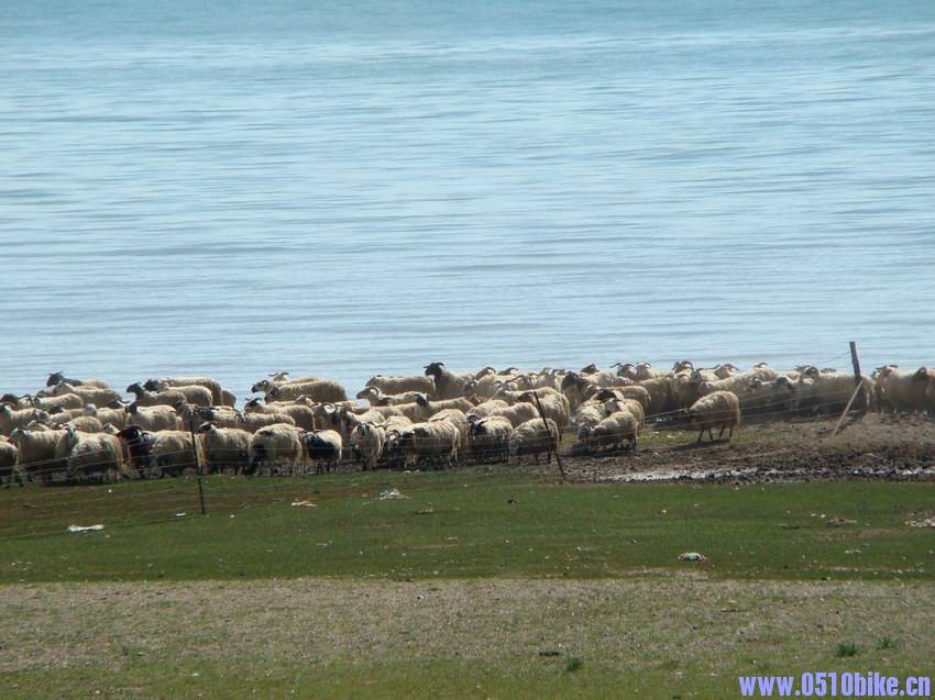 一、羊群的组织与管理-湖水清波羊规约