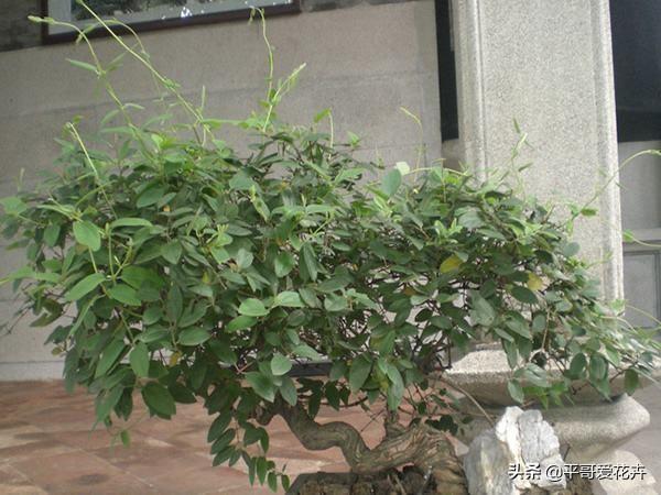 三五本期相见面，奋发图强报国恩-三五本期相见面，奋发图强报国恩