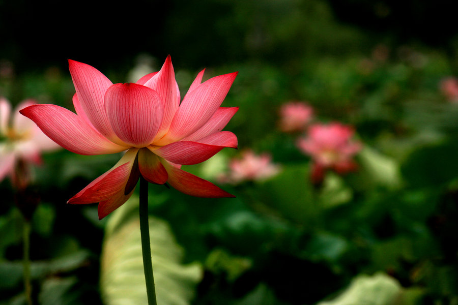 映日荷花别样红,淡妆浓抹总相宜