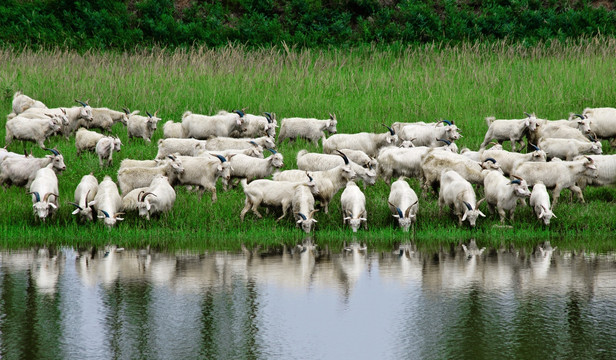 湖水清波羊规约