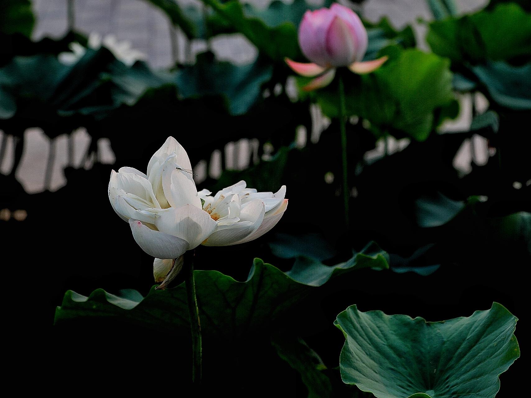 惟有绿荷红菡萏，卷舒开合任天真-惟有绿荷红菡萏，卷舒开合任天真