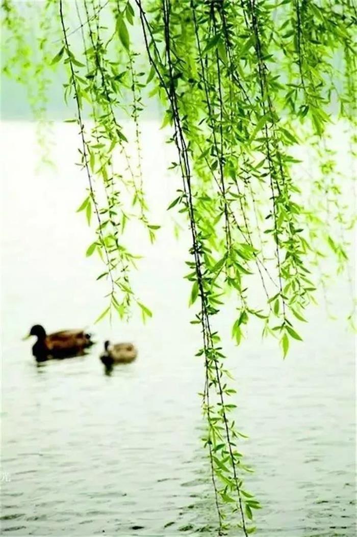 柳垂千丝点水绿春来首度对君伤