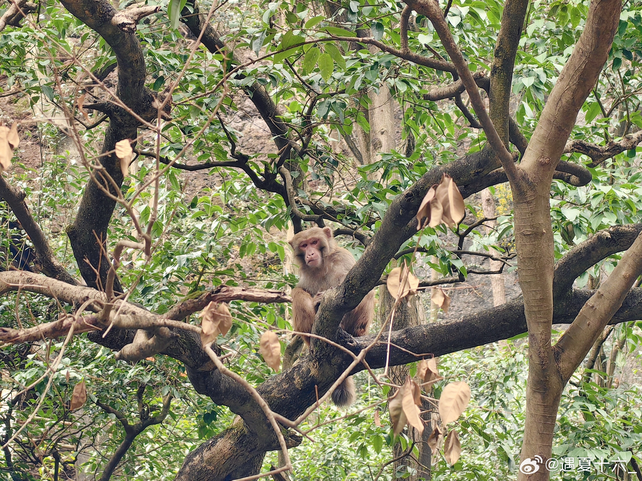 光公乞我百龄藤群猴戏春闹乾坤-光公乞我百龄藤群猴戏春闹乾坤