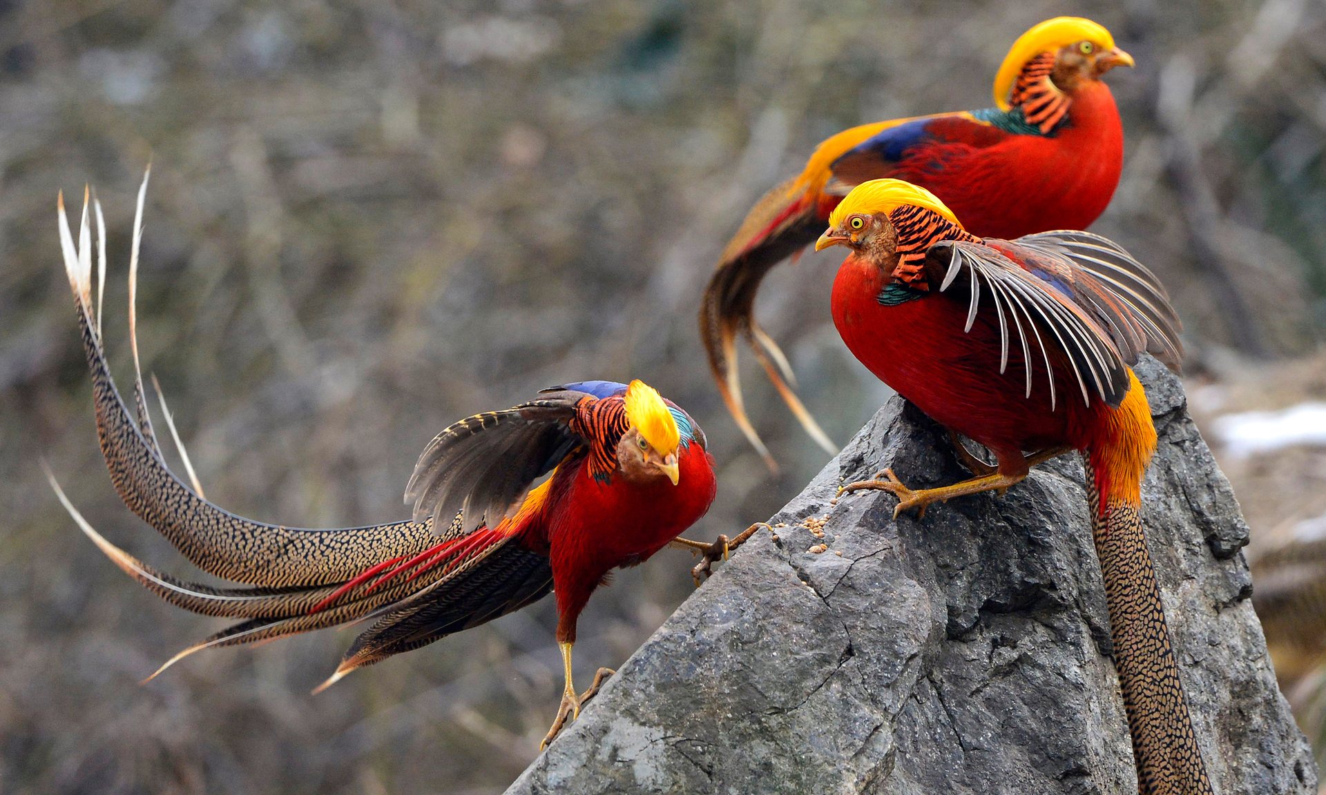 红冠锦羽气轩昂