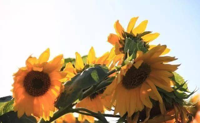 蛇鼠猴狗定特肖，野兽生肖土火金-蛇鼠猴狗定特肖，野兽生肖土火金