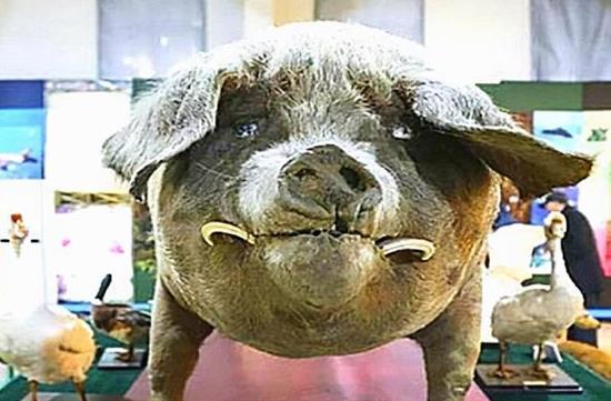 今朝龙牛猪出特，塞鸿遇暖犹回翅-今朝龙牛猪出特，塞鸿遇暖犹回翅