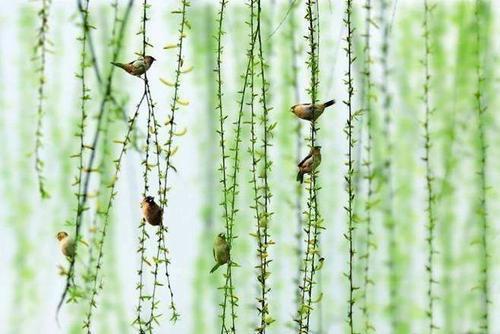 柳垂千丝点水绿春来首度对君伤-柳垂千丝点水绿春来首度对君伤