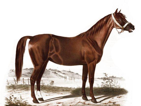 馬後來羊特碼中