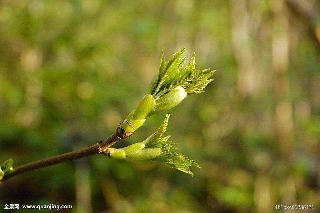 行下春风望夏雨，燕子双飞蝶儿舞