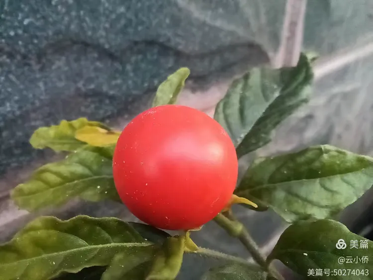 红珠绿珠左右晃，二九越来越吉祥-红珠绿珠左右晃，二九越来越吉祥