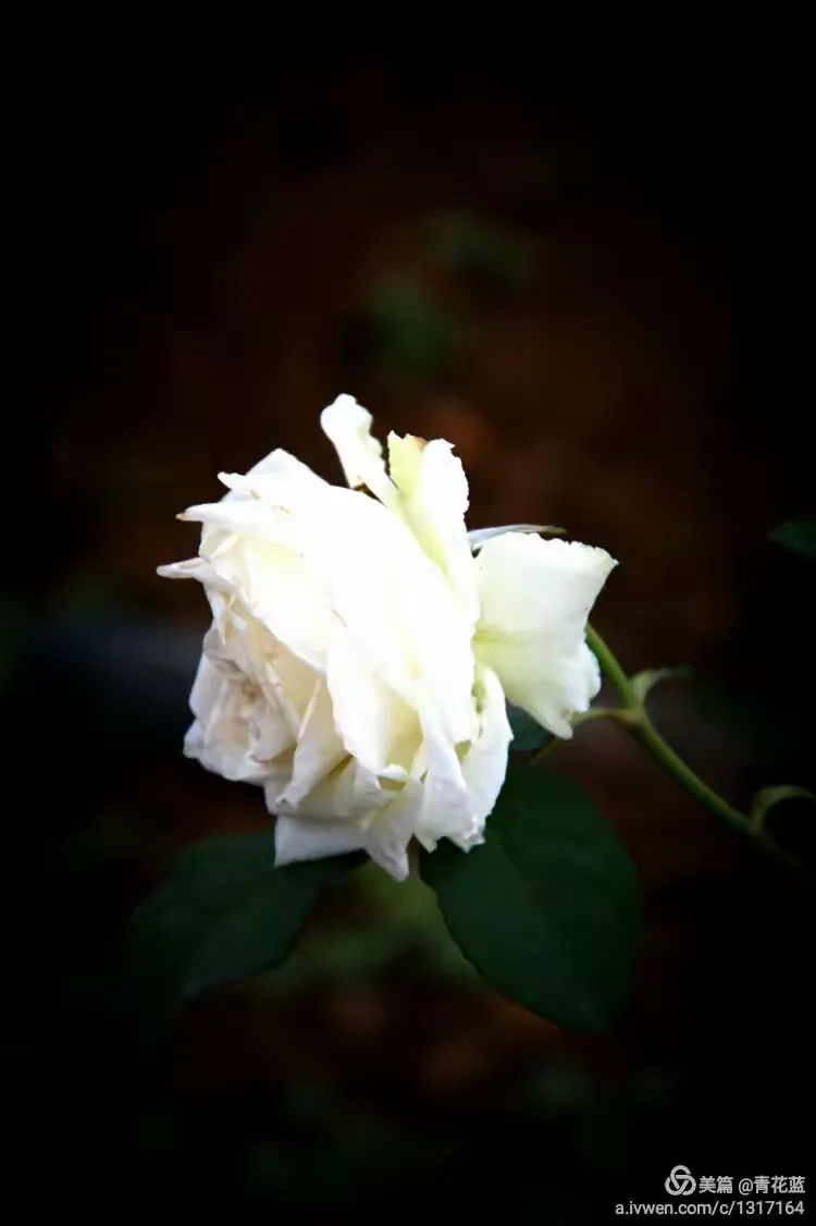 一、白纶巾，纯洁与高雅的象征-白纶巾，扑黄尘