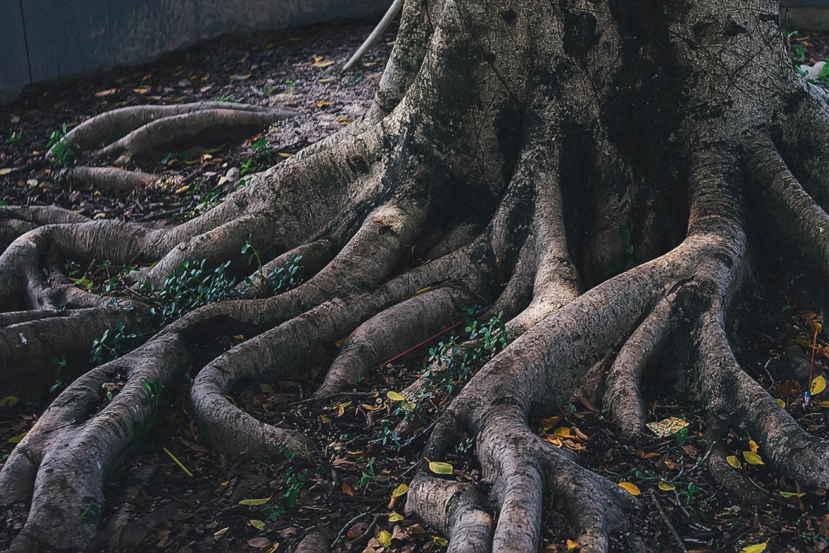 老樹盤根