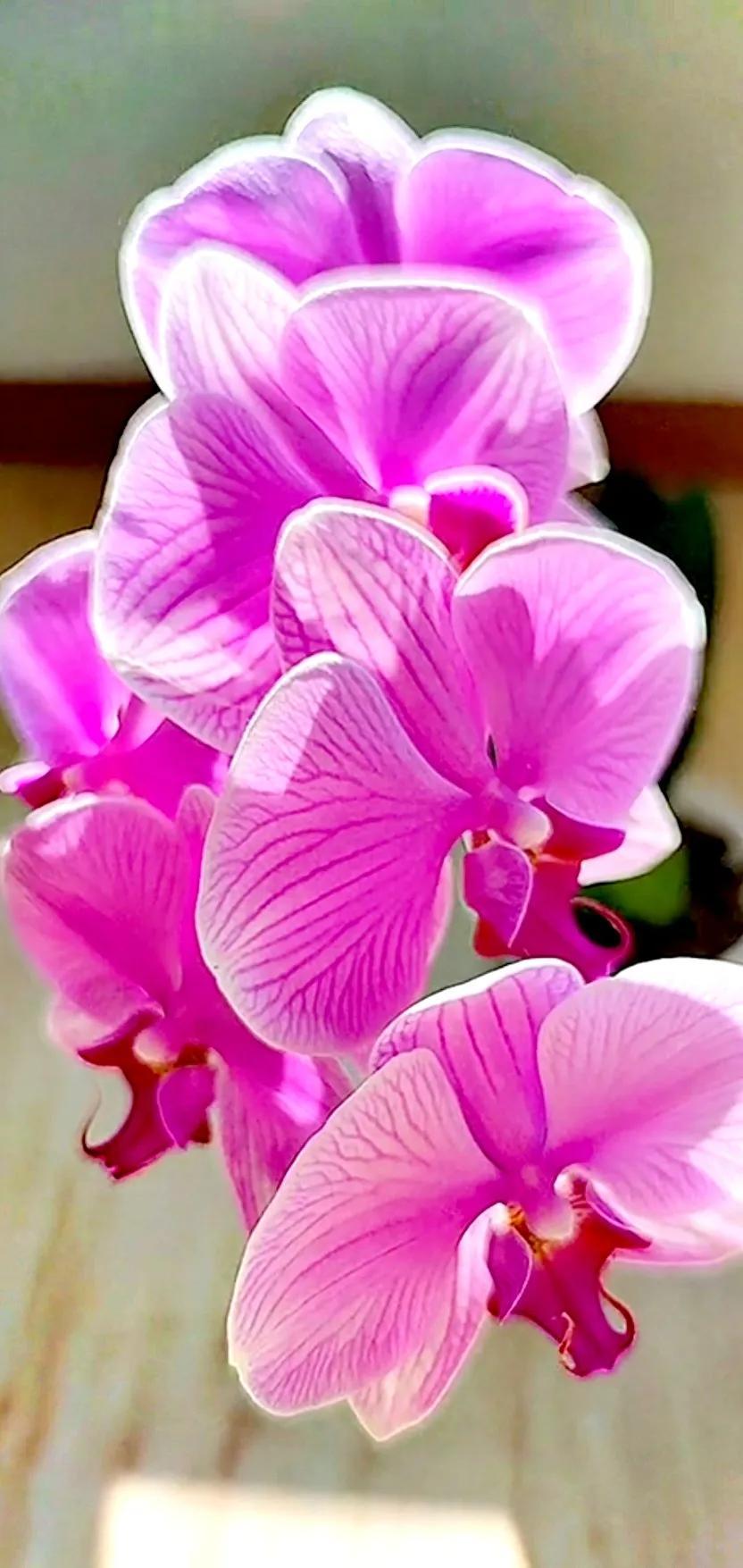 在他的身后，一群小鸟欢快地鸣叫着，仿佛在为他加油鼓劲。一只蝴蝶轻轻落在他的肩头，他停下手中的活计，轻轻地将它放飞。看着蝴蝶在空中翩翩起舞，他心中涌起一股暖流。他知道，这一切都是大自然对他的馈赠和信任。农夫怀中暖复苏