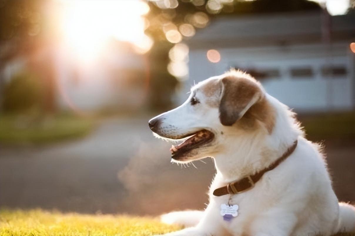 在古老的华夏大地上，流传着许多关于生肖的神秘传说。据说，每个生肖都蕴含着不同的命运与秘密，而今期生肖头还绿这句话，更是引人遐想。今天，我要讲述的，便是一个与生肖、命运、爱情交织在一起的动人故事。今期生肖頭還綠