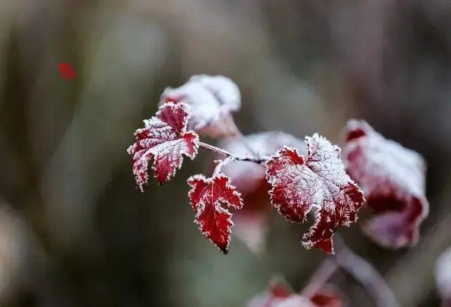双成倚槛春心醉，纵有雪霜那可侮-双成倚槛春心醉，纵有雪霜那可侮