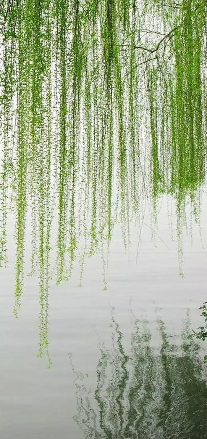 柳垂千丝点水绿春来首度对君伤