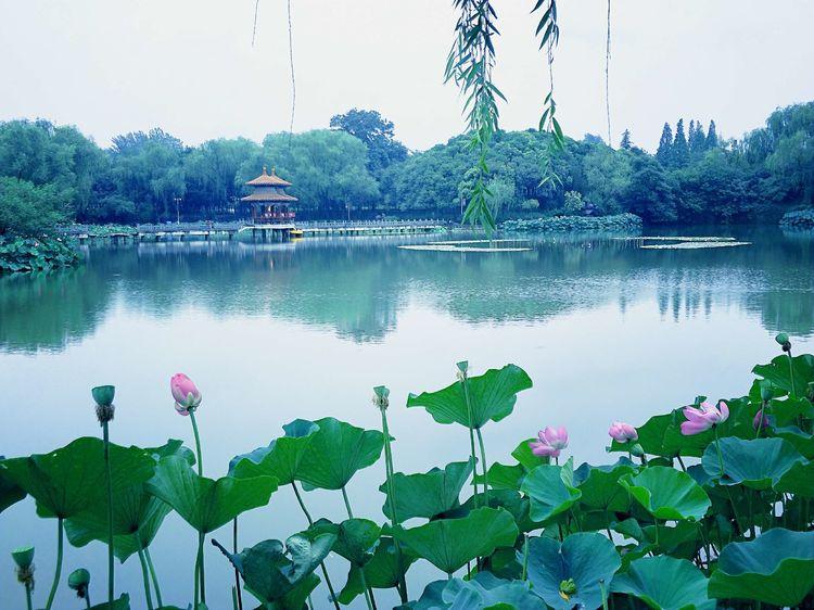 惟有绿荷红菡萏，卷舒开合任天真-惟有绿荷红菡萏，卷舒开合任天真