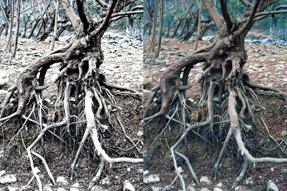 老樹盤根
