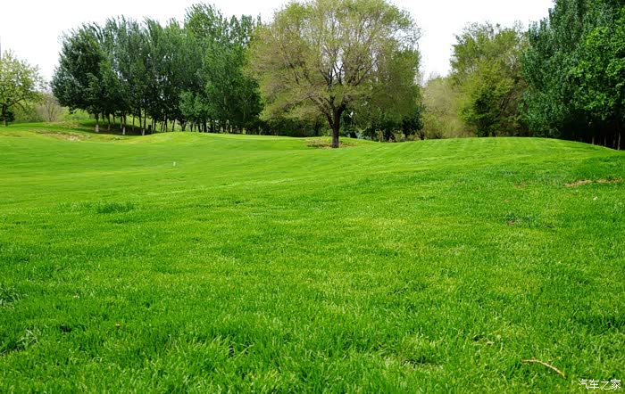 在群山环抱之中，有一片宁静的湖泊，湖水清澈见底，波光粼粼，仿佛一面巨大的镜子，映照出天空的变幻。湖边，一片翠绿的草地，是羊儿们嬉戏的天堂。这里，是羊规约的世界。湖水清波羊规约