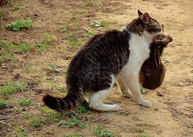 身古好汉阵中亡猎犬自是山上丧