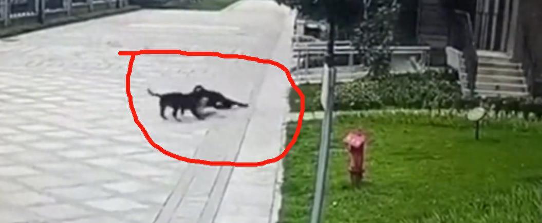 在古老的华夏大地上，流传着许多关于神秘宝藏的传说。这些宝藏或藏于深山老林，或隐于市井闹区，但无一不伴随着惊心动魄的故事和难以言喻的厄运。今天，我要讲述的，便是关于宝属不幸的传奇。寶屬不幸