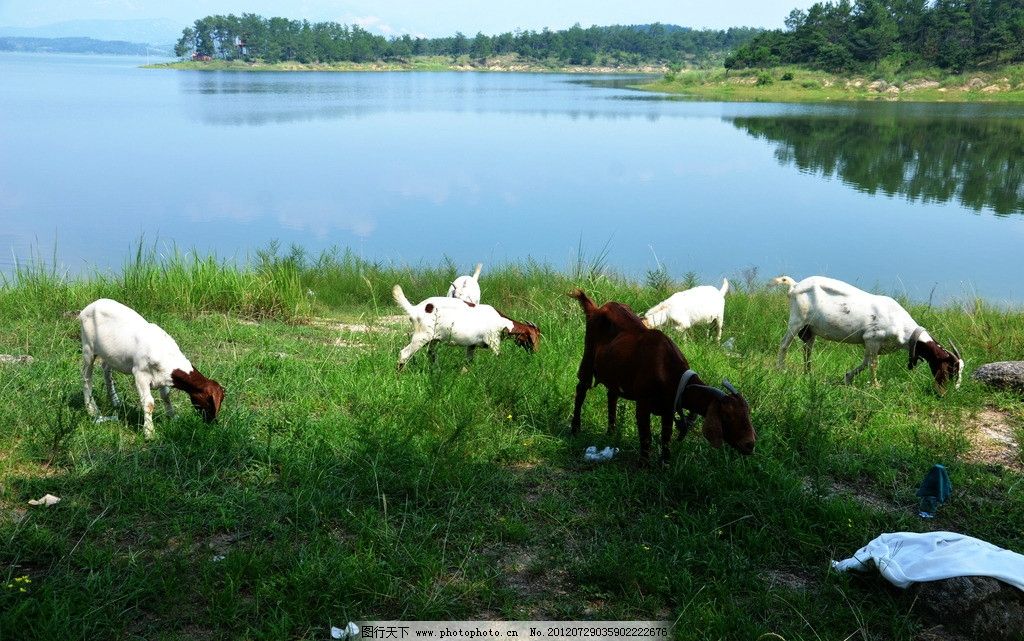 一、羊群的组织与管理-湖水清波羊规约