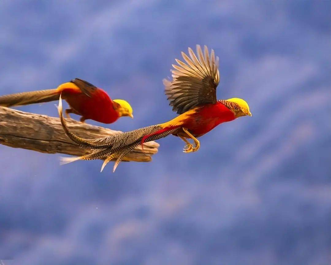 红冠锦羽气轩昂