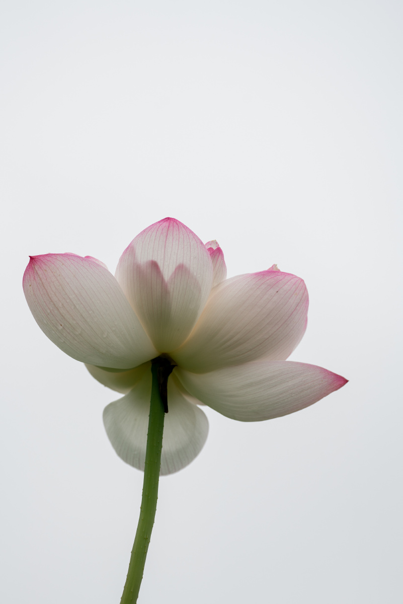 一、白纶巾，纯洁与高雅的象征-白纶巾，扑黄尘