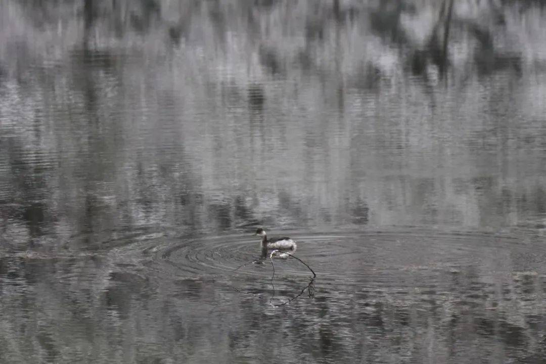 那是一个三九严寒的冬日，雪花如鹅毛般飘落，小镇上的人们都躲进了温暖的家中。然而，在天涯共此時茶馆里，却来了一位不速之客。他名叫苏墨，是一位游历四方的书生。他穿着单薄，却面带坚毅，踏着积雪走进了茶馆。三九天涯共此時