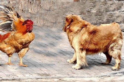 缚虎手，悬河口，车如鸡栖马如狗-缚虎手，悬河口，车如鸡栖马如狗