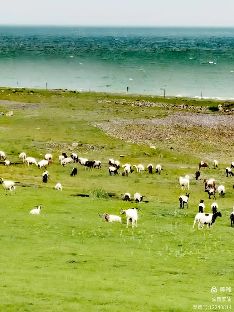 湖水清波羊规约