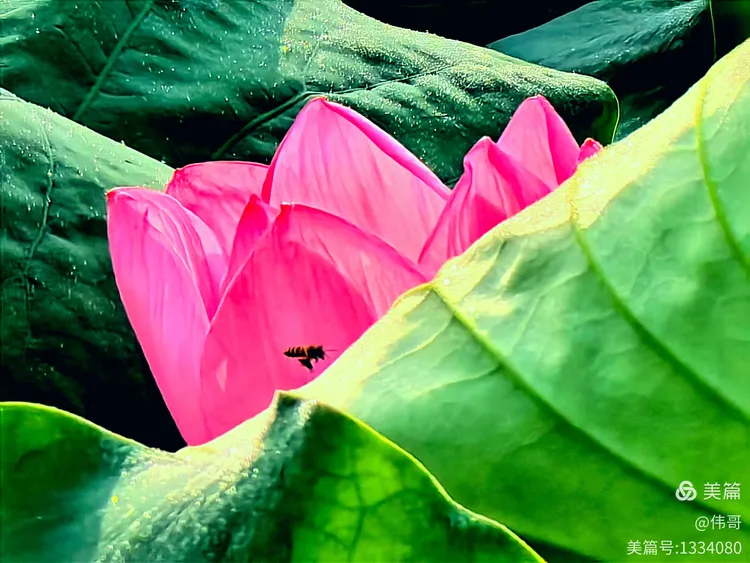 映日荷花别样红,淡妆浓抹总相宜