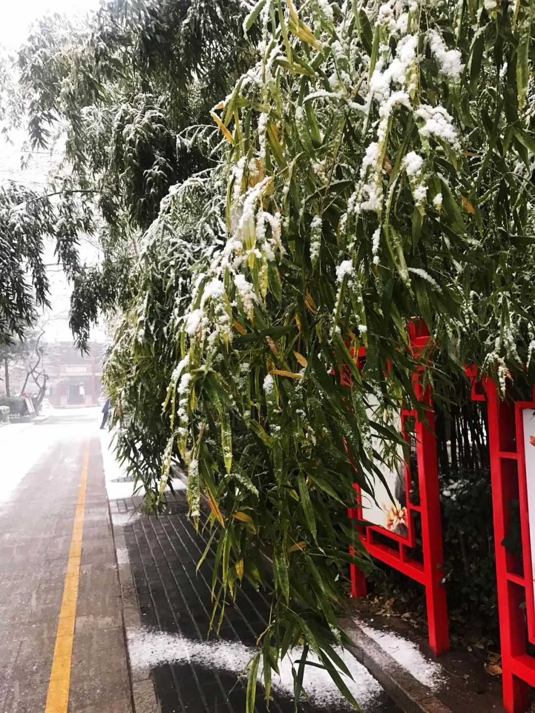 那是一个三九严寒的冬日，雪花如鹅毛般飘落，小镇上的人们都躲进了温暖的家中。然而，在天涯共此時茶馆里，却来了一位不速之客。他名叫苏墨，是一位游历四方的书生。他穿着单薄，却面带坚毅，踏着积雪走进了茶馆。三九天涯共此時