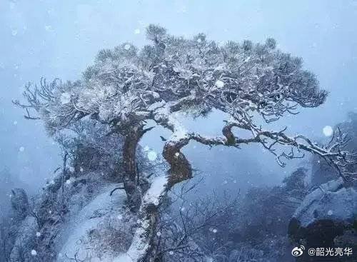 双成倚槛春心醉，纵有雪霜那可侮-双成倚槛春心醉，纵有雪霜那可侮
