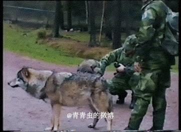 十二生肖排第四，特数要开就问蛇-十二生肖排第四 特数要开就问蛇