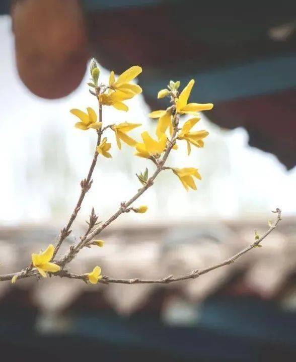 柳垂千丝点水绿春来首度对君伤-柳垂千丝点水绿春来首度对君伤